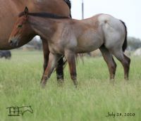 Annabone's 2020 Bay Roan Colt